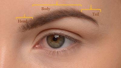 Anatomia del sopracciglio | NYC Eyebrow Restoration, Eyebrow Transplant